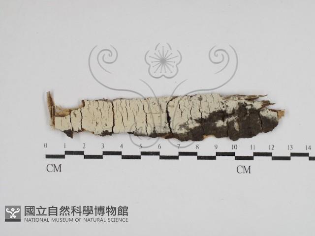 絲齒菌屬藏品圖，第1張