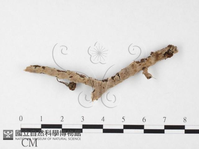 登錄號:F0026870藏品圖，第1張