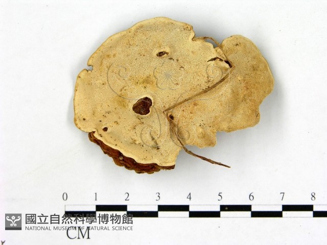 登錄號:F0006870藏品圖，第1張