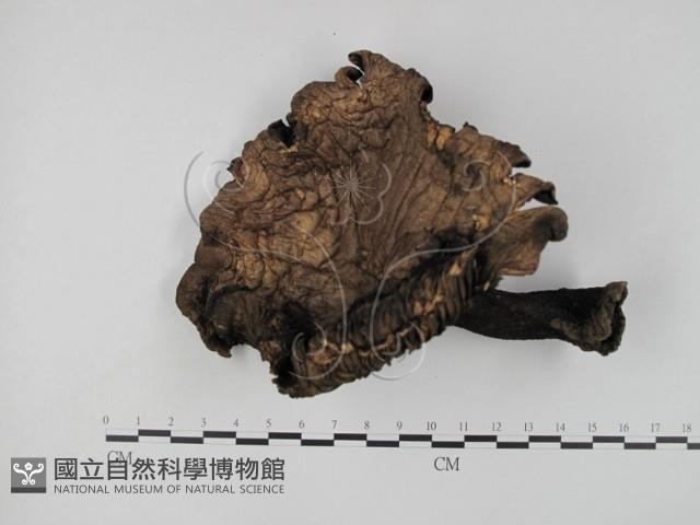 登錄號:F0016870藏品圖，第1張