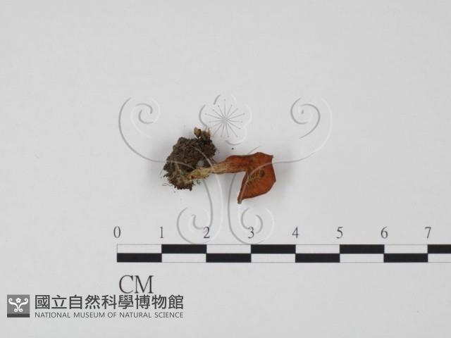 登錄號:F0021870藏品圖，第1張
