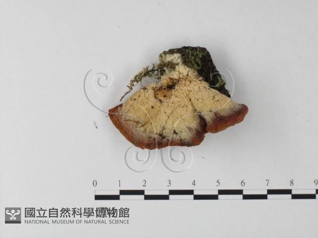 登錄號:F0001870藏品圖，第1張