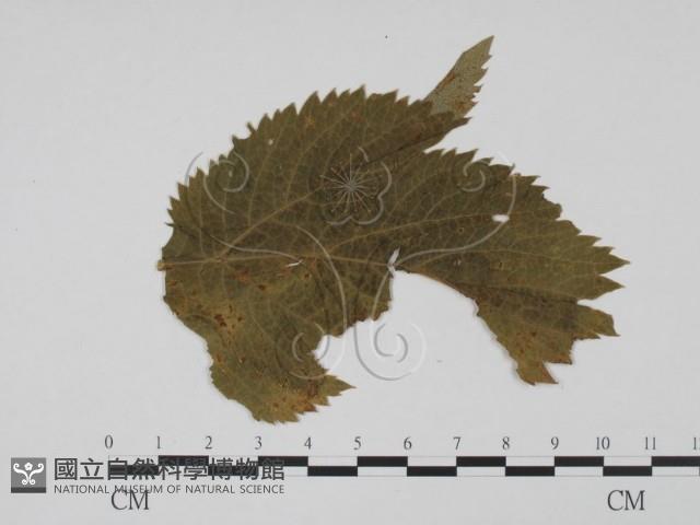 登錄號:F0011870藏品圖，第1張