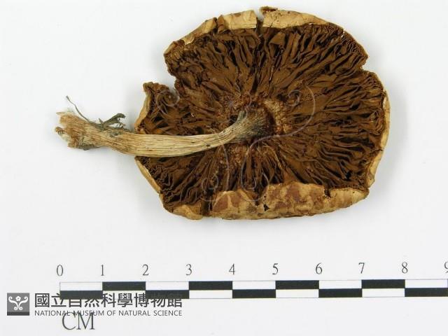 登錄號:F0004870藏品圖，第1張