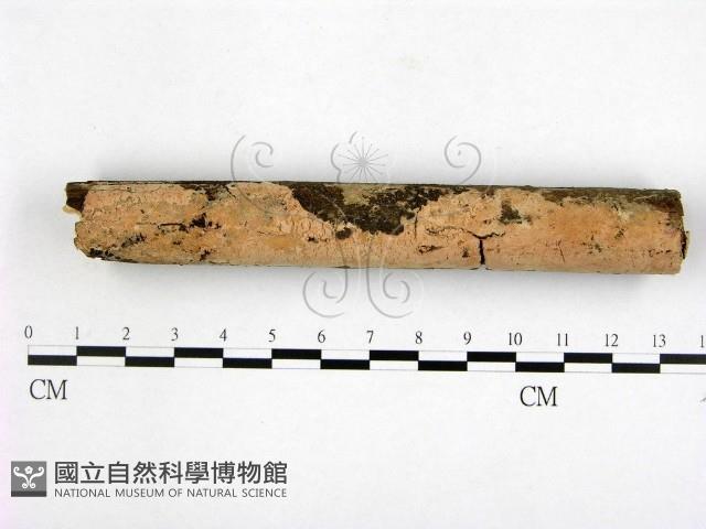 顯絲菌屬藏品圖，第1張