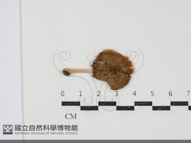 登錄號:F0034870藏品圖，第1張