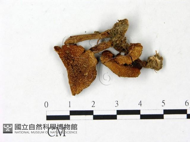 登錄號:F0022870藏品圖，第1張