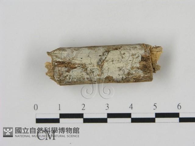 冇骨消絲齒菌藏品圖，第1張