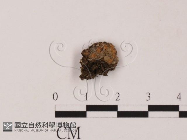 登錄號:F0012870藏品圖，第1張