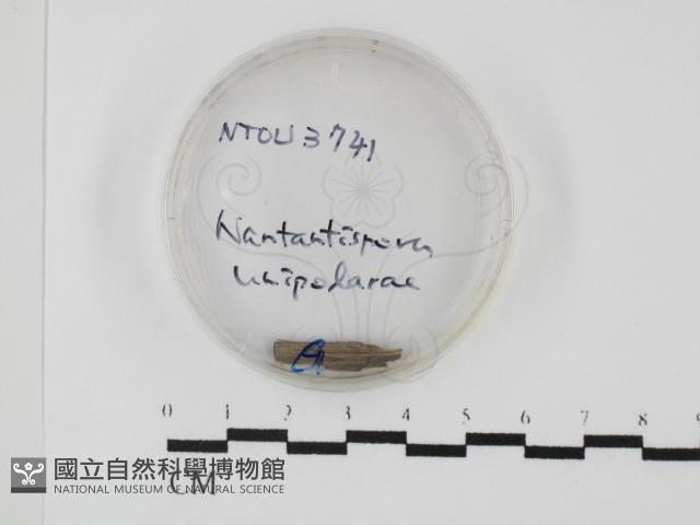 登錄號:F0027870藏品圖，第1張