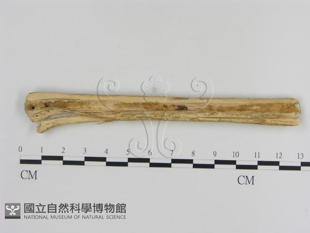 登錄號:F0007870藏品圖，第1張