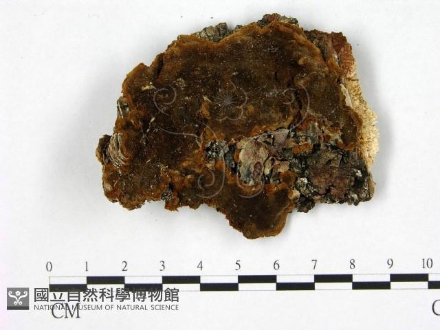 登錄號:F0005870藏品圖，第1張