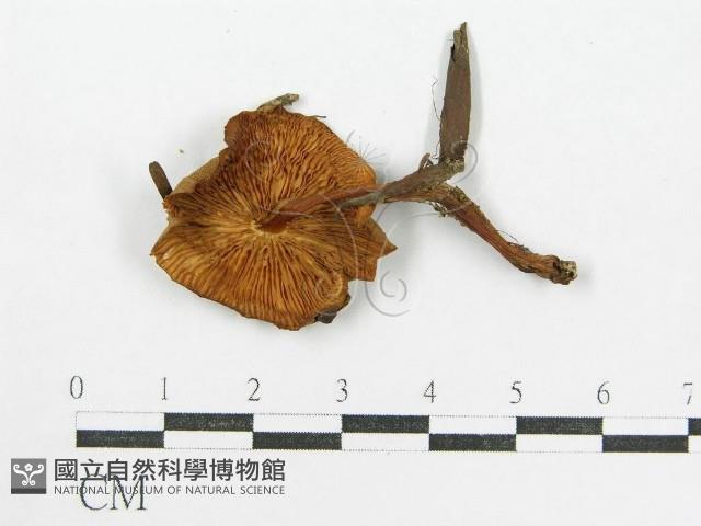 登錄號:F0015870藏品圖，第1張