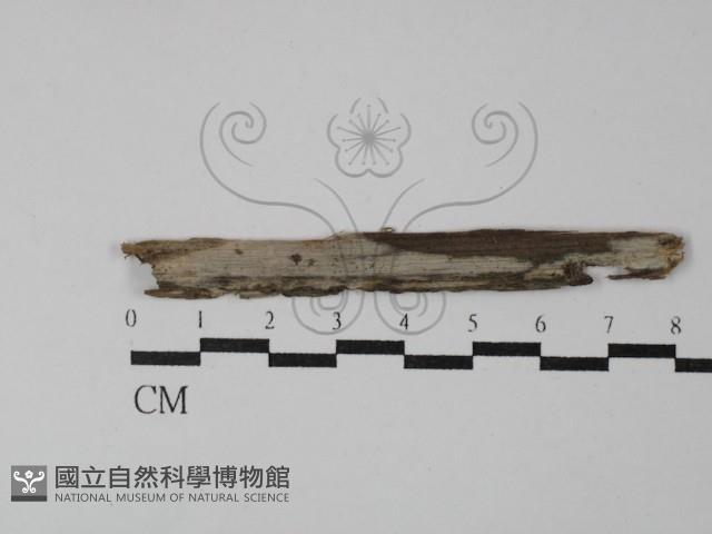 登錄號:F0029870藏品圖，第1張