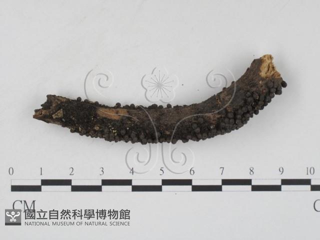 Accession Number:F0009870 Collection Image, Figure 1, Total 6 Figures