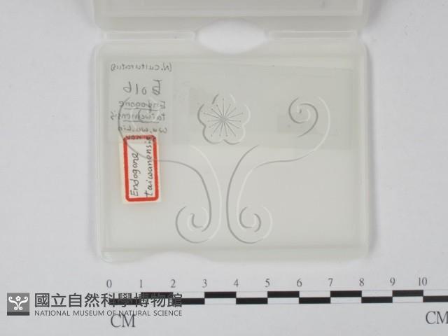 登錄號:F0019870藏品圖，第1張