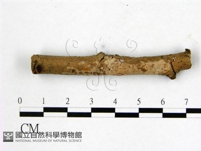 顯絲菌屬藏品圖，第1張
