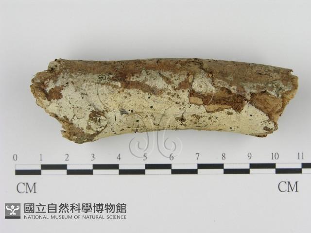 剛毛絲皮菌藏品圖，第1張