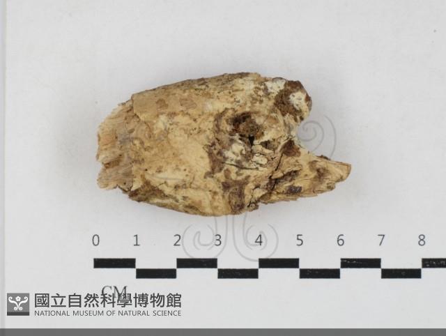 登錄號:F0033870藏品圖，第1張