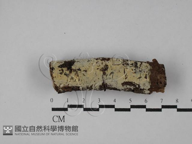 絲齒菌屬藏品圖，第1張