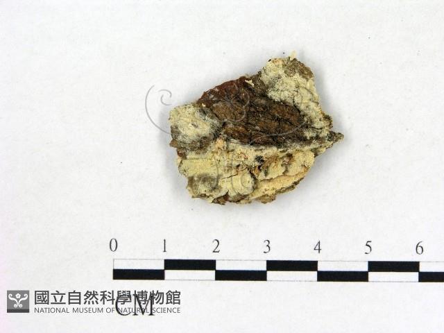 登錄號:F0000970藏品圖，第1張