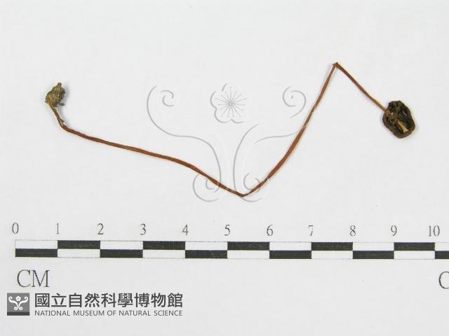 登錄號:F0010970藏品圖，第1張