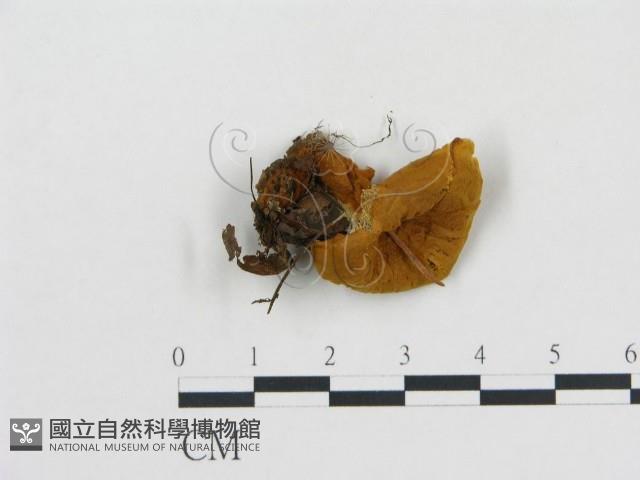 登錄號:F0016970藏品圖，第1張