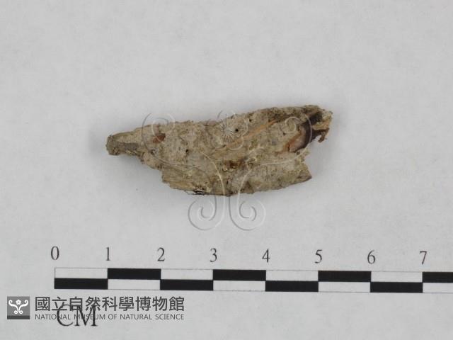 登錄號:F0024970藏品圖，第1張