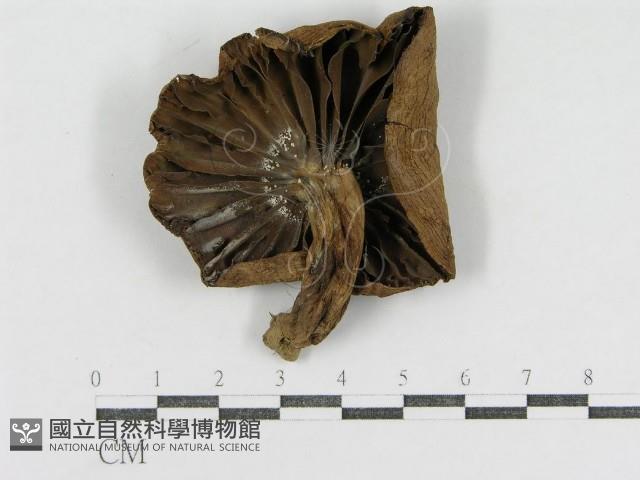 登錄號:F0004970藏品圖，第1張