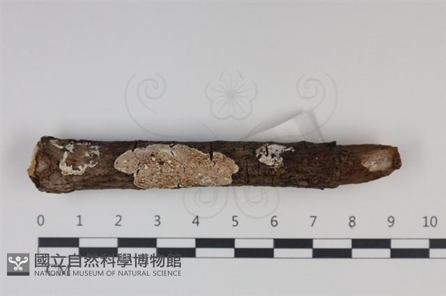 登錄號:F0034970藏品圖，第1張