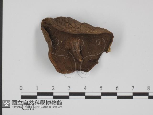 登錄號:F0012970藏品圖，第1張