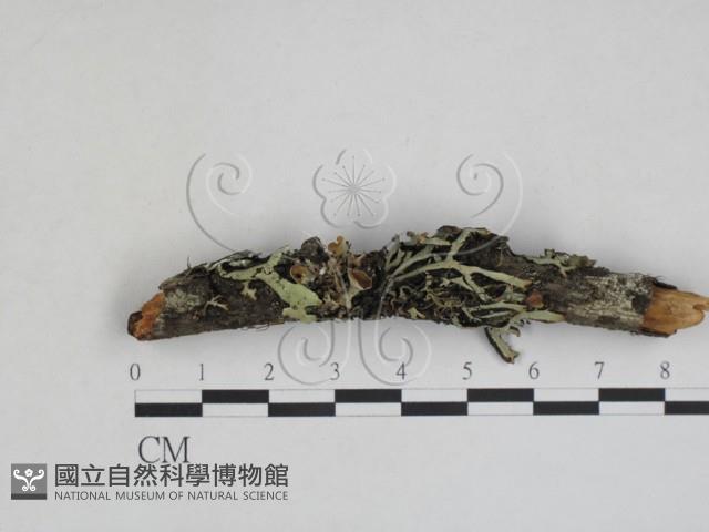 登錄號:F0027970藏品圖，第1張