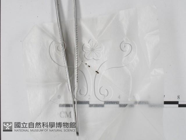 登錄號:F0007970藏品圖，第1張