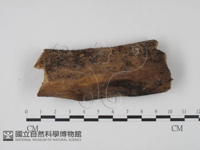 登錄號:F0017970藏品圖，第1張