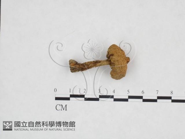 登錄號:F0025970藏品圖，第1張