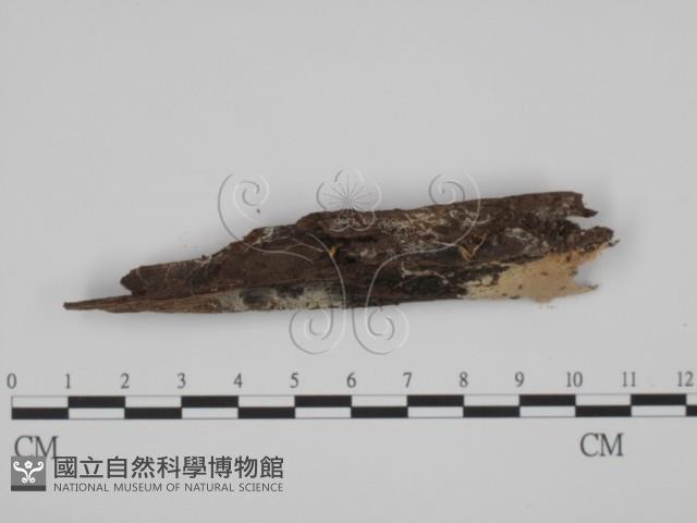 登錄號:F0005970藏品圖，第1張