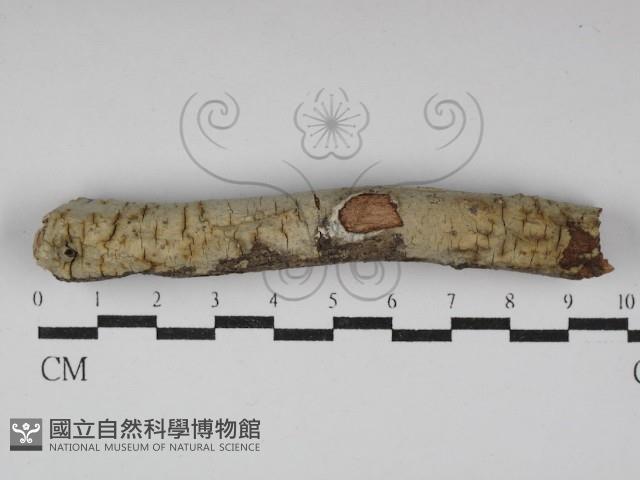 絲齒菌屬藏品圖，第1張