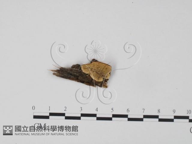 登錄號:F0019970藏品圖，第1張