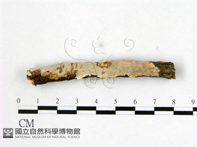 顯絲菌屬藏品圖，第1張
