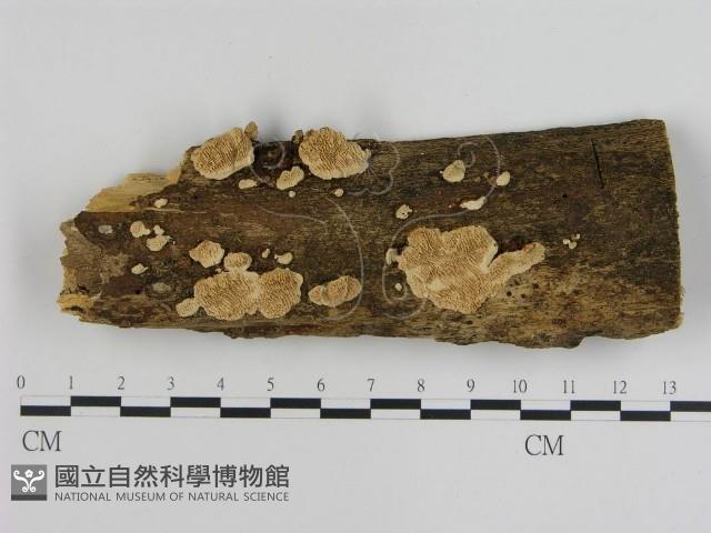 登錄號:F0008670藏品圖，第1張