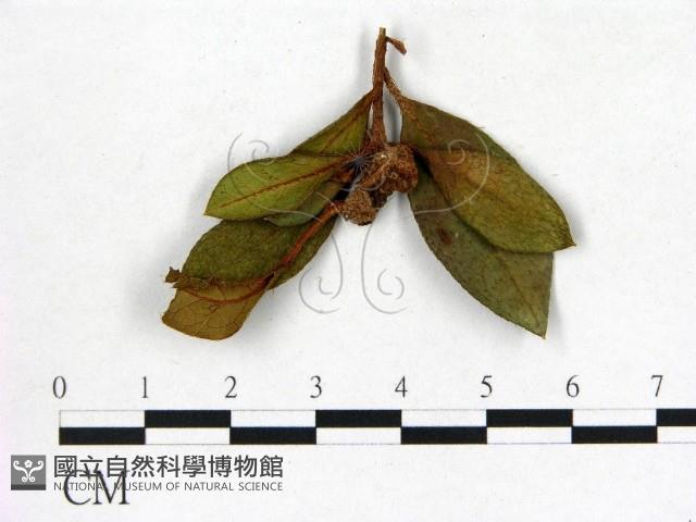館號:F0020670藏品圖，第1張