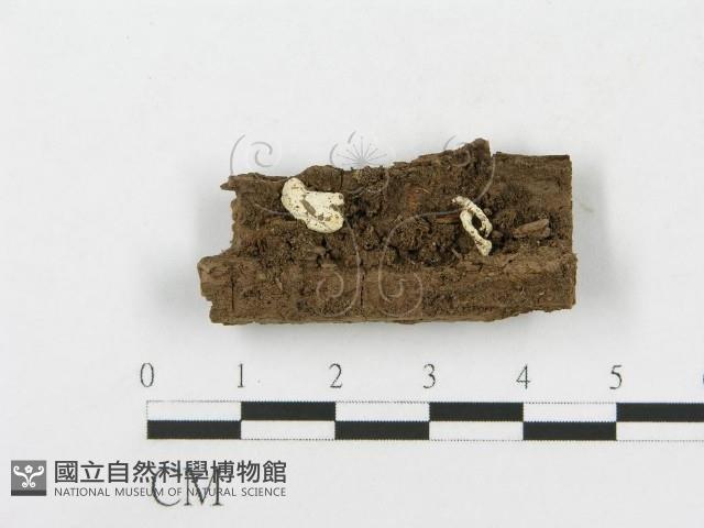 登錄號:F0010670藏品圖，第1張