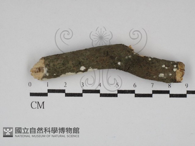 革墊菌屬藏品圖，第1張