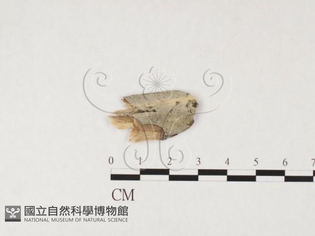 登錄號:F0026670藏品圖，第1張