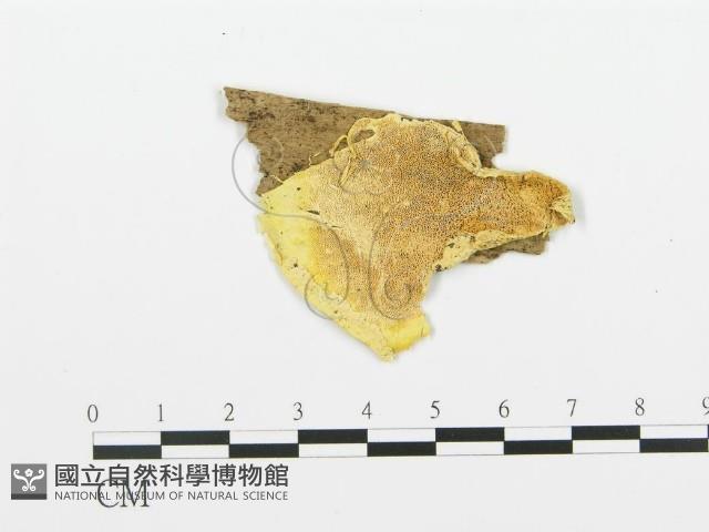 登錄號:F0006670藏品圖，第1張