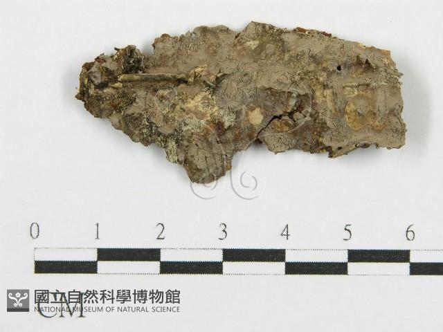 登錄號:F0016670藏品圖，第1張