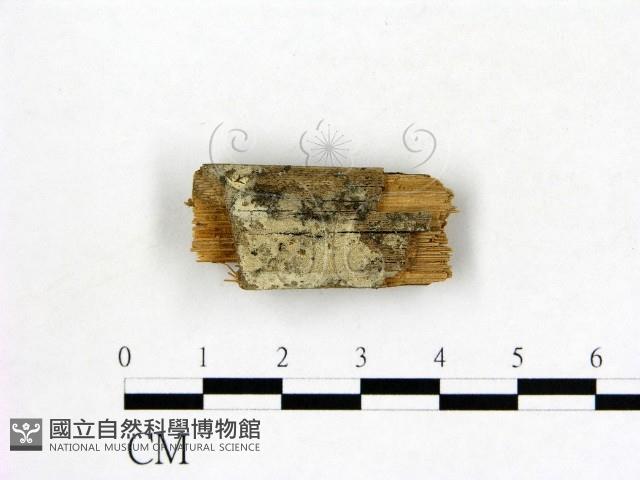 冇骨消絲齒菌藏品圖，第1張