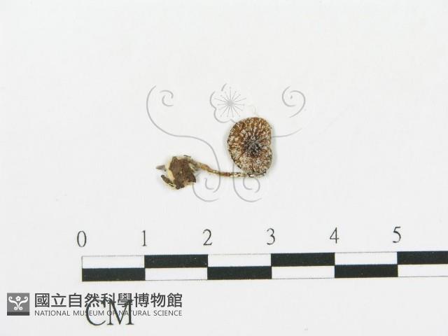 傘菌屬藏品圖，第1張