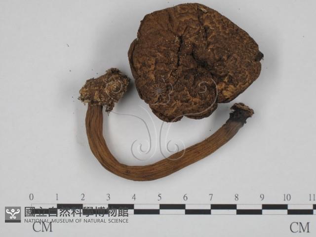 登錄號:F0024670藏品圖，第1張