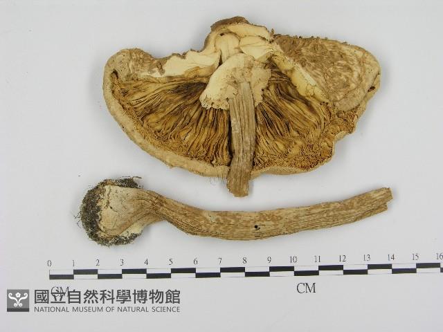 高大環柄菇藏品圖，第1張